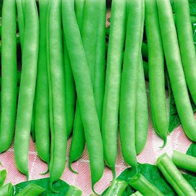 Фасоль Спаржевая Сакса Фасоль Спаржевая Сакса фото