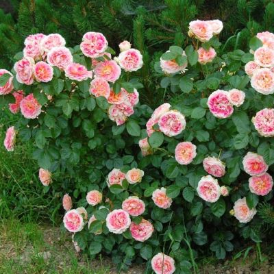 Роза Цезар Роза Цезар - Dolina-Sad.Ru