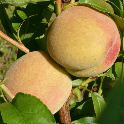 Персик лойко фото