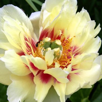 Пион Прейри Шарм Пион Прейри Шарм фото