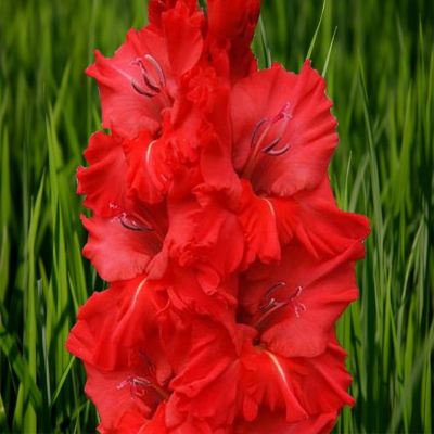 Гладиолус Пиза Гладиолус Пиза - Dolina-Sad.Ru