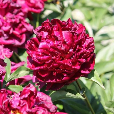 Пион Месье Мартин Каюзак Пион Месье Мартин Каюзак - Dolina-Sad.Ru