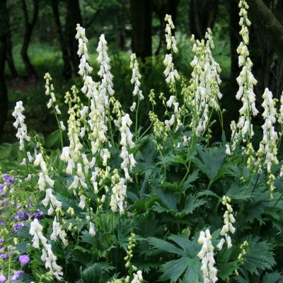 Аконит клобучковый Альбум Аконит клобучковый Альбум - Dolina-Sad.Ru