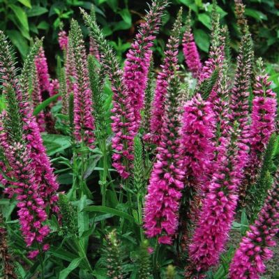 Вероника Бэби Ред Вероника Бэби Ред - Dolina-Sad.Ru