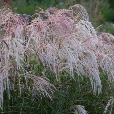 Мискантус китайский Каскад , P11 Мискантус китайский Каскад , P11 фото