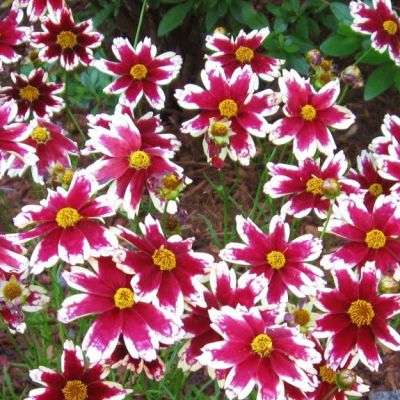 Кореопсис Руби Фрост , x Кореопсис Руби Фрост , x фото