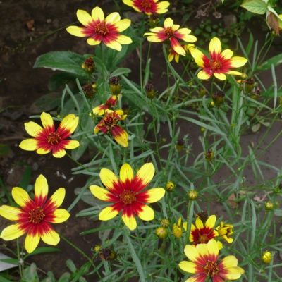 Кореопсис Хоней Бонч Ред энд Голд , x Кореопсис Хоней Бонч Ред энд Голд , x фото