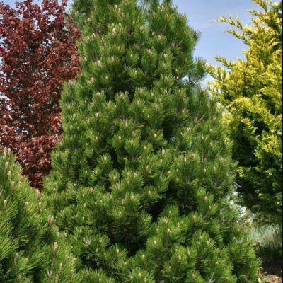 Сосна Белокорая Компакт Джем Сосна Белокорая Компакт Джем фото