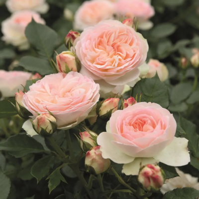 Роза Пастелла Роза Пастелла фото