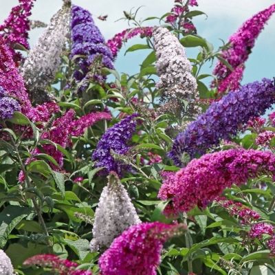 Будлея Давида Изменчивая Будлея Давида Изменчивая фото