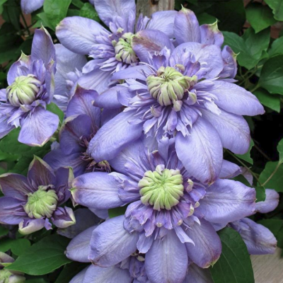 Клематис Блю Лайт Клематис Блю Лайт фото