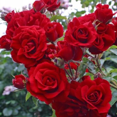 Роза Бельканто Роза Бельканто - Dolina-Sad.Ru