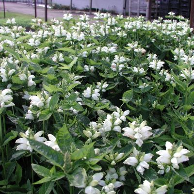 Хелоне косая Альба - Dolina-Sad.Ru