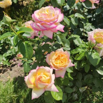 Роза штамбовая Глория Дей - Dolina-Sad.Ru