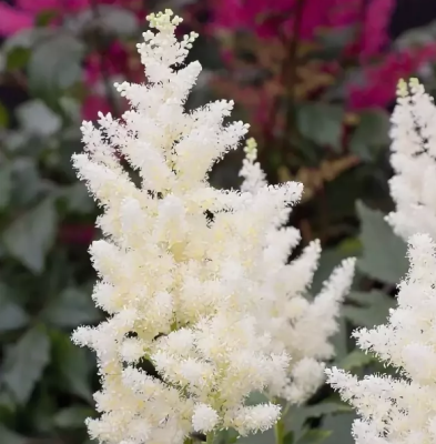 Астильба Юник Уайт Астильба Юник Уайт фото