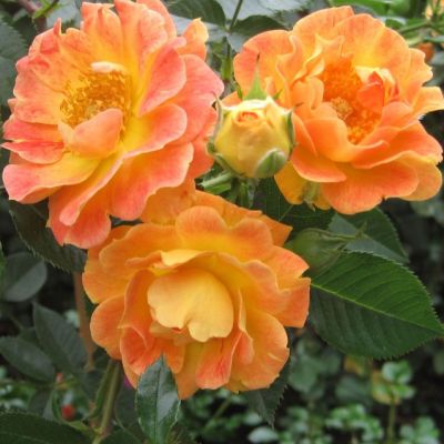 Роза Бесси Роза Бесси - Dolina-Sad.Ru