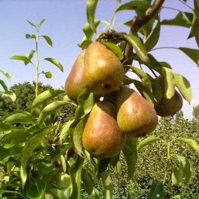 Кизил Елена фото