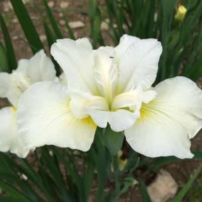 Ирис Харпсвелл Хэпинес Ирис Харпсвелл Хэпинес - Dolina-Sad.Ru