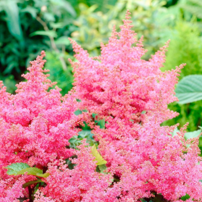 Астильба Арендса Астари Роуз Шейдс Астильба Арендса Астари Роуз Шейдс фото