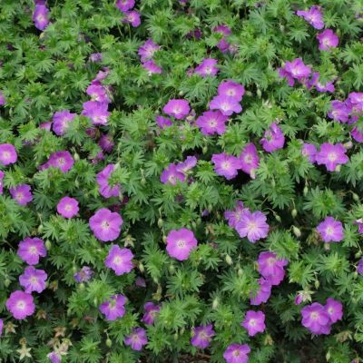 Герань Визион Виолет Герань Визион Виолет - Dolina-Sad.Ru