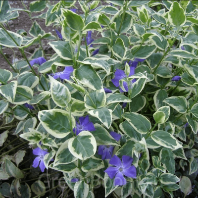 Барвинок большой Вариегата Барвинок большой Вариегата фото