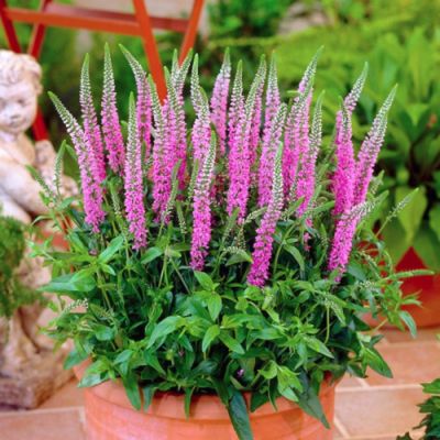 Вероника Пинк Маршмэллоу Вероника Пинк Маршмэллоу - Dolina-Sad.Ru