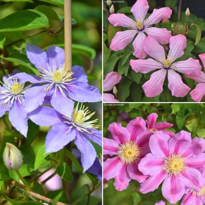 Микс клематисов Зефир Микс клематисов Зефир - Dolina-Sad.Ru