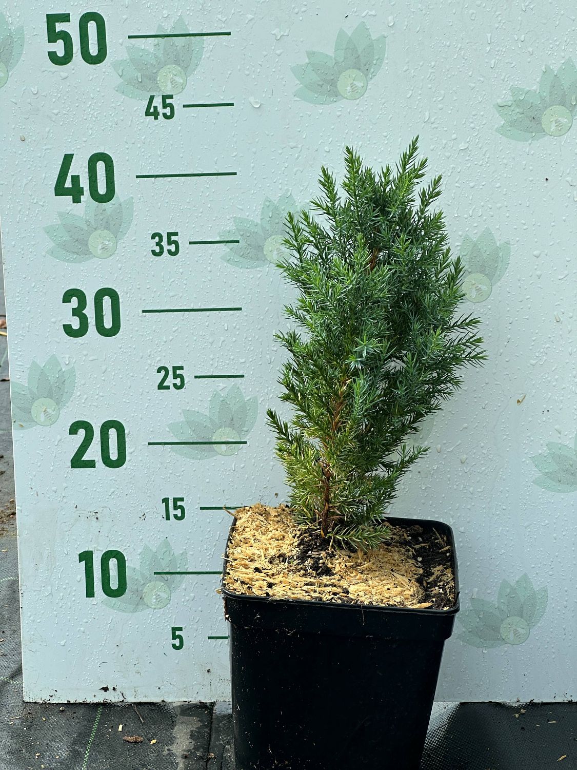 Можжевельник китайский Стрикта, С3 - Dolina-Sad.Ru