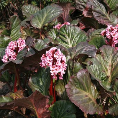 Бадан Эденс Дарк Марджин - Dolina-Sad.Ru