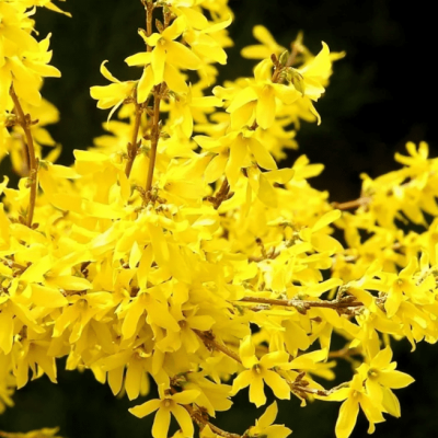 Форзиция зеленеющая Веберс Бронкс Форзиция зеленеющая Веберс Бронкс фото