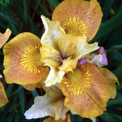 Ирис Баттерскотч Физз - Dolina-Sad.Ru