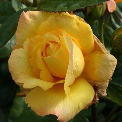 Роза Чайнатаун Роза Чайнатаун фото