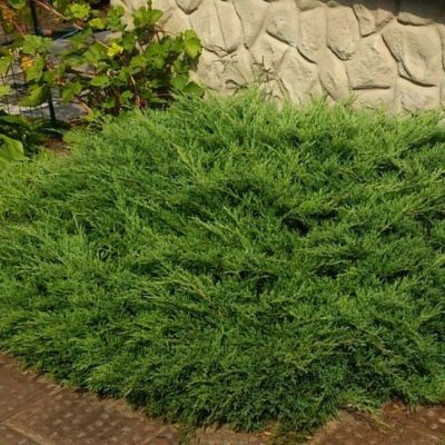 Можжевельник Андорра Компакта Можжевельник Андорра Компакта фото