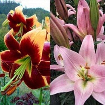 Лилия Ред Монинг + Пати Даймонд Лилия Ред Монинг + Пати Даймонд фото