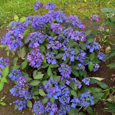 Гортензия пильчатая Мэджик Сансэт Гортензия пильчатая Мэджик Сансэт - Dolina-Sad.Ru