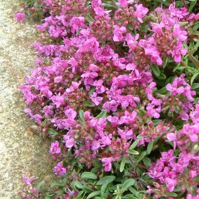 Тимьян Пурпуртепич , P9 Тимьян Пурпуртепич , P9 фото