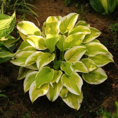 Хоста Дельта Даун , C2 Хоста Дельта Даун , C2 фото