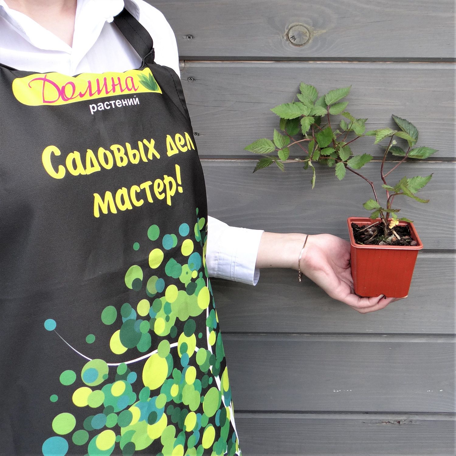 Ежевика Блэк Сатин Ежевика Блэк Сатин фото