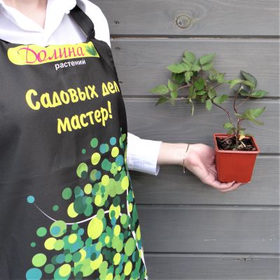 Ежевика Блэк Сатин Ежевика Блэк Сатин фото