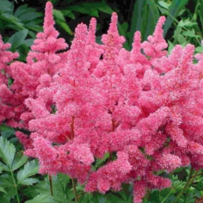 Астильба Арендса Астари Роуз Шейдс Астильба Арендса Астари Роуз Шейдс фото