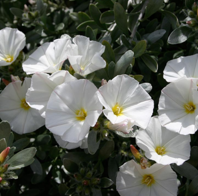 Ипомея Лаки стар "Чудесный балкон" фото