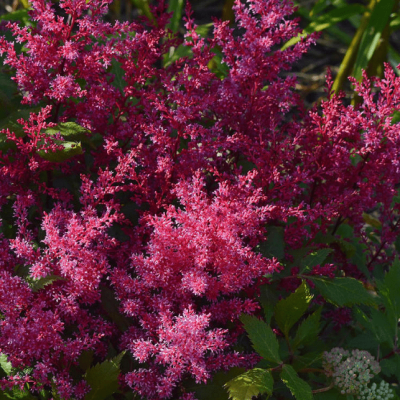 Астильба Ванесса Астильба Ванесса фото