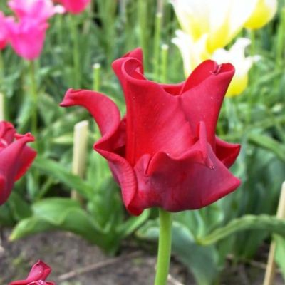 Тюльпан Ред Дресс Тюльпан Ред Дресс фото