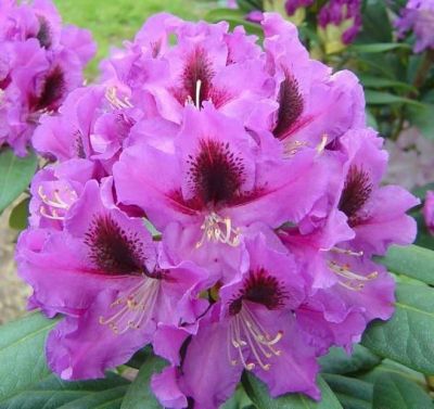 Рододендрон Распутин фото