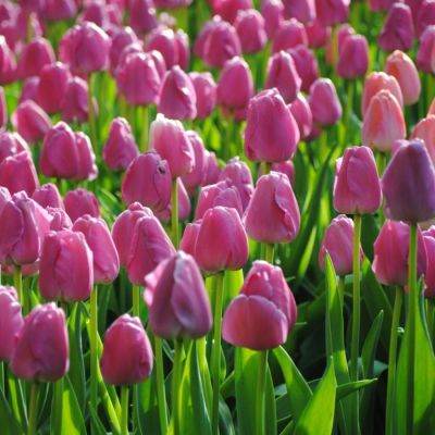 Тюльпан Пурпл Прайд Тюльпан Пурпл Прайд - Dolina-Sad.Ru