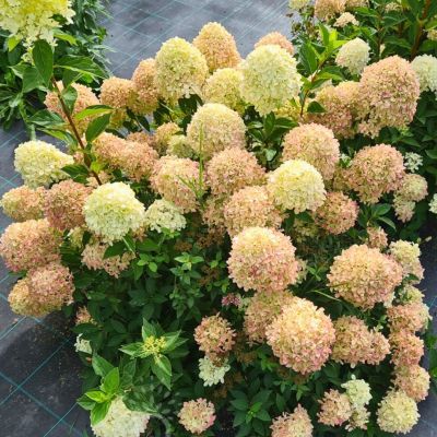 Гортензия метельчатая Коттон Крим - Dolina-Sad.Ru