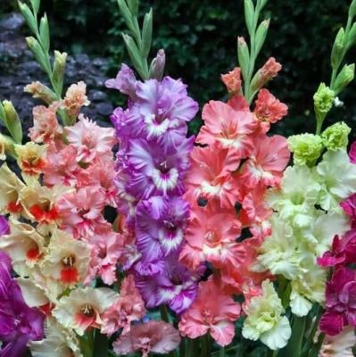 Гладиолус Рафлд микс Гладиолус Рафлд микс фото