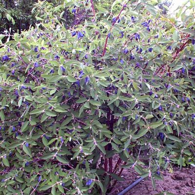 Жимолость Синогласка Жимолость Синогласка - Dolina-Sad.Ru