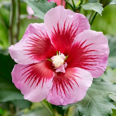 Гибискус сирийский Флауэр Тауэр Пепл Гибискус сирийский Флауэр Тауэр Пепл - Dolina-Sad.Ru