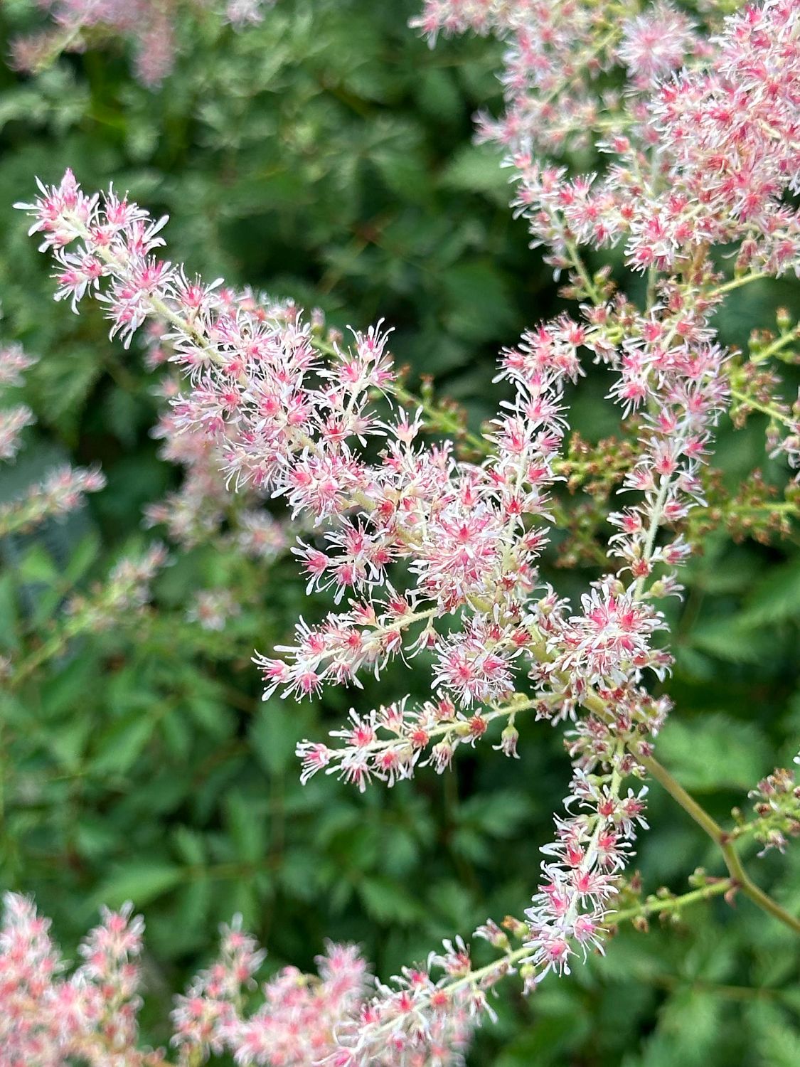 Астильба простолистная Хенни Графланд фото